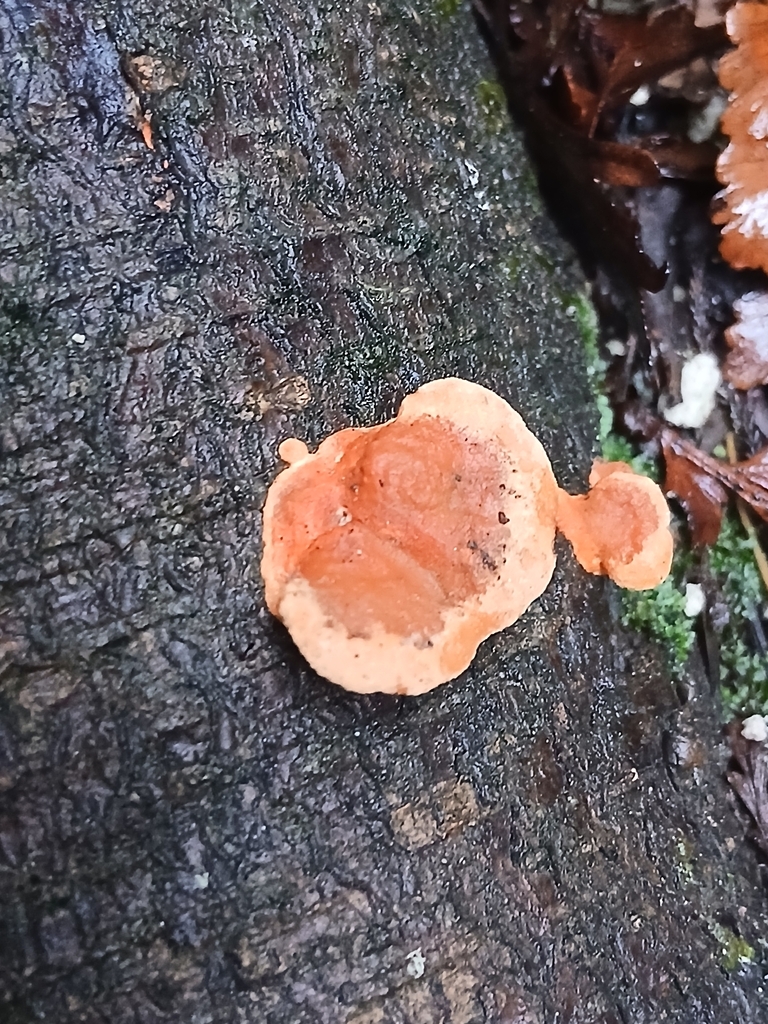 Trametes coccinea · May 2026 · photo: © mphnz (iNaturalist, cc0)
