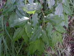 Prosartes hookeri