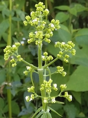 Valeriana effusa