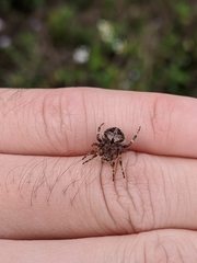 Araneus ventricosus