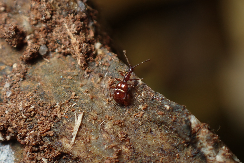 Pselaphogenius longipalpis