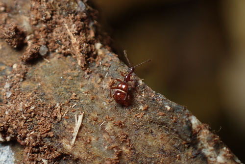 Pselaphogenius longipalpis