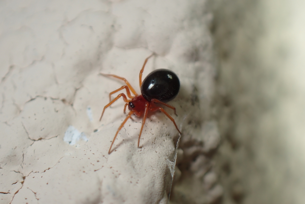 Gonatium occidentale