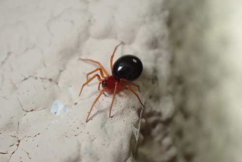 Gonatium occidentale