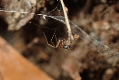 Tenuiphantes cristatus