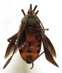 Sephina subulata