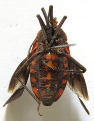 Sephina subulata