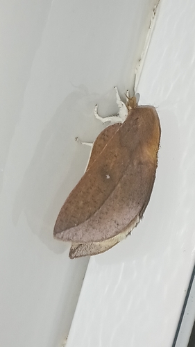 Cicia crocata
