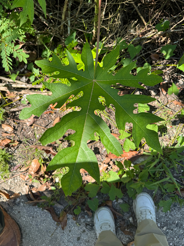 Papaya