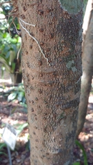 Cartrema americana