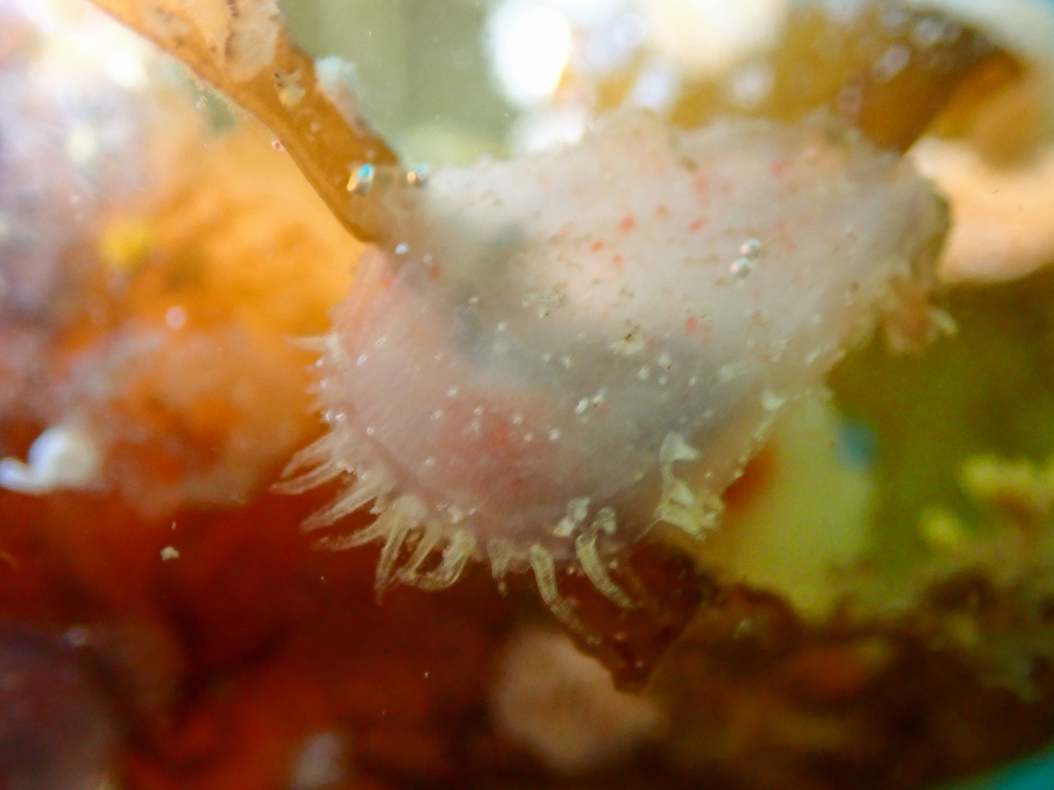 Ascidiella aspersa (Müller, 1776)
