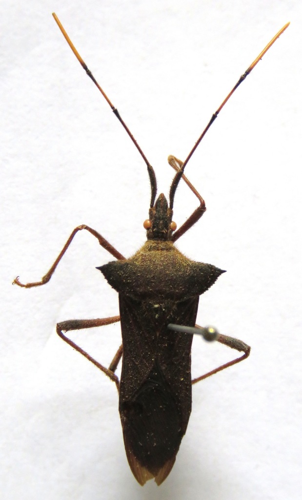 Leptoglossus humeralis