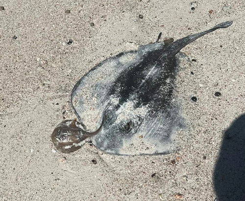 Coastal stingaree (Urolophus orarius) — Urolophidae — 2