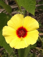 Pavonia argentina