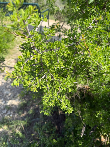 Condalia viridis, photograph 6