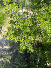 Condalia viridis, photograph (c) IDClaire, some rights reserved (CC BY)
