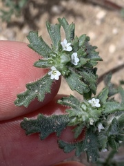 Ipomopsis polycladon