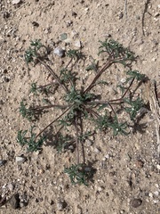 Ipomopsis polycladon