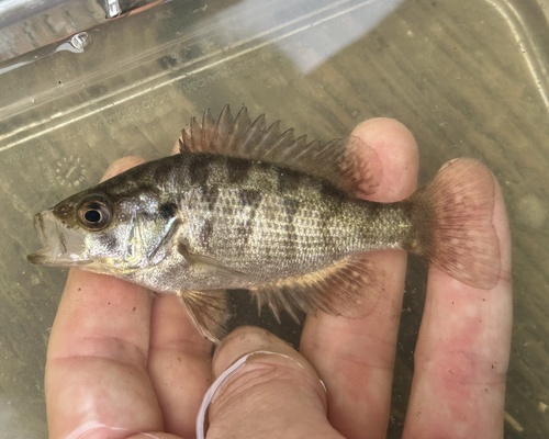 Sacramento perch (Archoplites interruptus) — Centrarchidae — 2