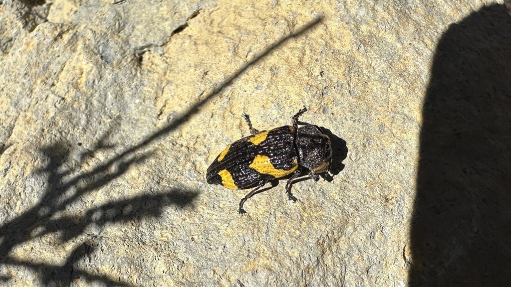Pterobothris corrosus