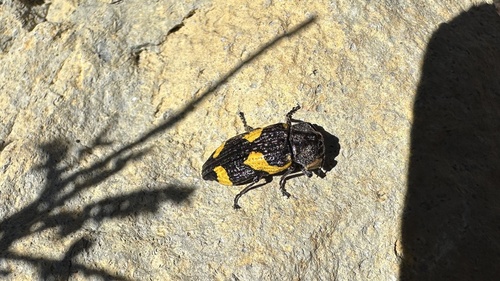 Pterobothris corrosus