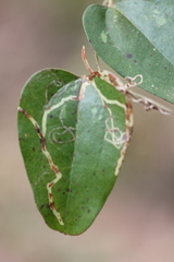 Marmara smilacisella