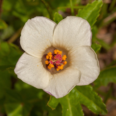 Hibiscus richardsonii