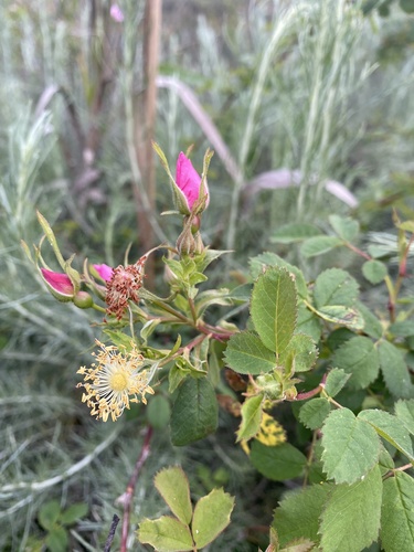 iNaturalist observation photo of California Wild Rose