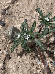 Ipomopsis polycladon