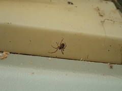 Steatoda nobilis