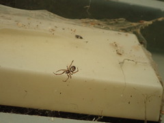 Steatoda nobilis