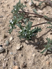 Ipomopsis polycladon