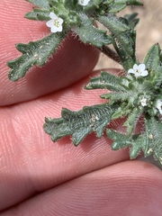 Ipomopsis polycladon