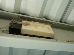 Steatoda nobilis