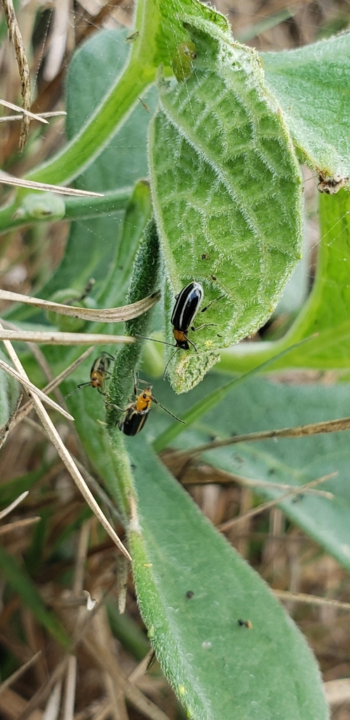 Isotes bruchii