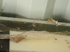 Steatoda nobilis