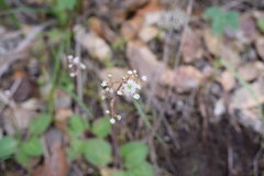Micranthes californica
