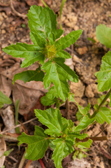 Hibiscus richardsonii