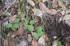 Micranthes californica