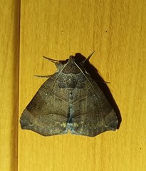 Bastilla hamatilis