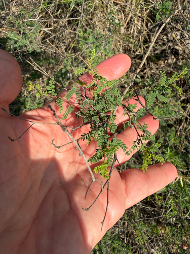 Dalea frutescens