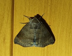 Bastilla hamatilis