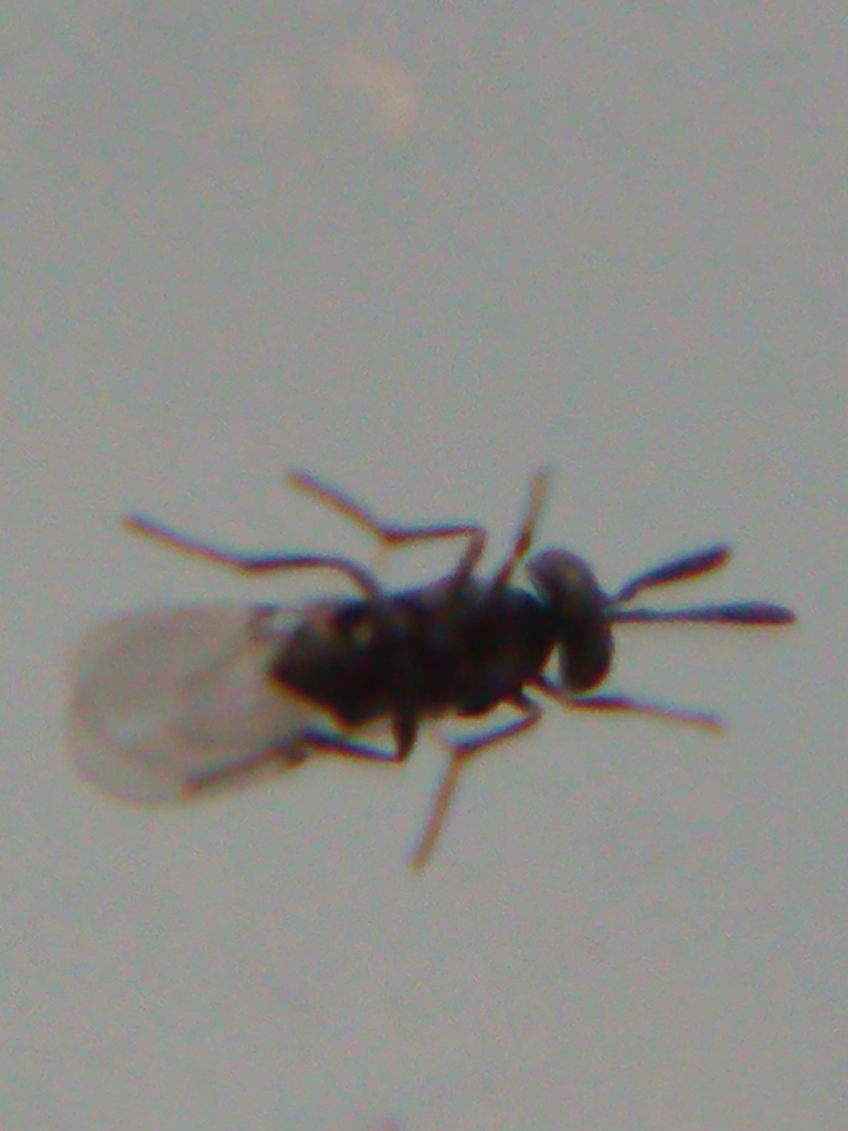 Parasitoid wasp