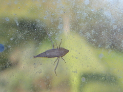 Euacanthella palustris