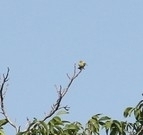 Avistamiento Serinus serinus