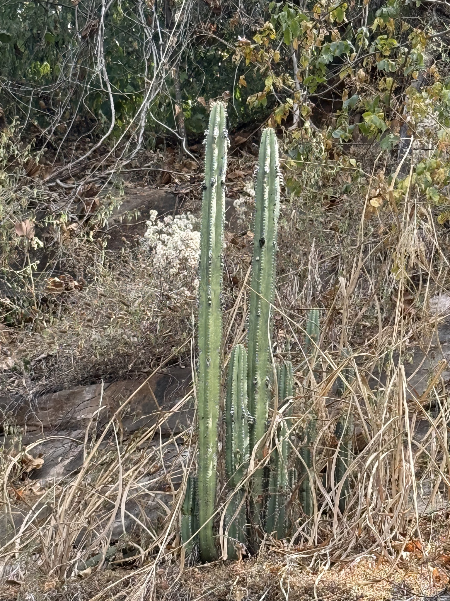Pilosocereus floccosus