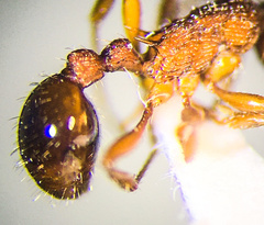 Myrmica brevispinosa