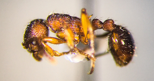 Myrmica brevispinosaMyrmica brevispinosa
