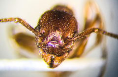 Myrmica brevispinosa