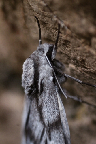 southern pine hawkmoth